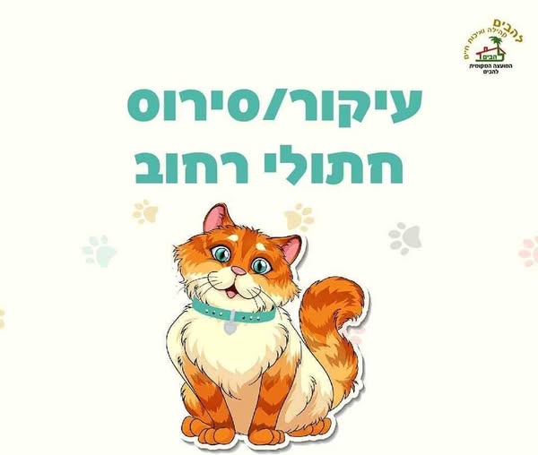 תמונה של חתול מצוייר עם כותרת מבצע עיקור סירוס חתולים חסרי בית